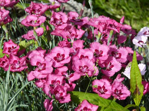 Dianthus x 'Allwoodii'